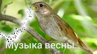 Музыка весны. Это просто блаженство.