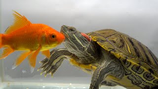 Red Eared Slider vs Goldfish