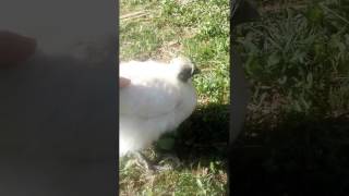 Lady Silkie-Day 3 of Vitamin Supplements