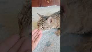 Cute Cat video#trendingshorts#youtubeshorts #shorts#cat