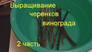 Выращивание винограда мой опыт часть 2