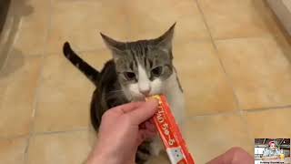 My Cat likes to eat Churu is a delicious liquid snack | Asmr Cat eating