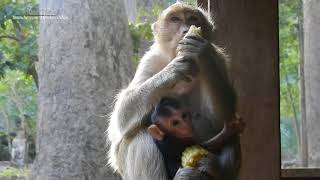 Very Cute Baby and Pity Mom, Daily Monkeys Man#1276