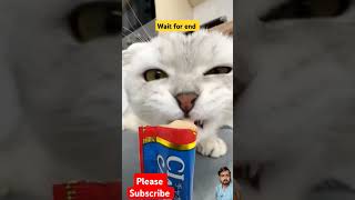 What is your cat favt food? #asmr #catvideos #viralvideo