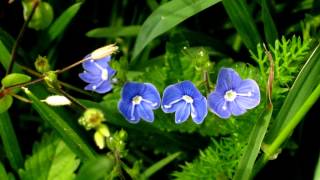 Beautiful Flowers (1): "Gleisberg" - Flowers In My Mind (HD)