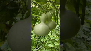 A couple of LOVEBIRD Birdhouse Gourds