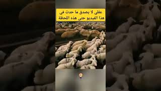 مدهش للغاية