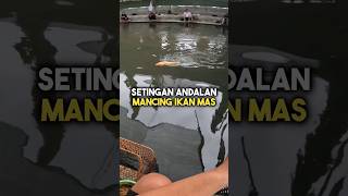 Setingan Andalan Ikan Mas