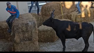 Encierro à Mas Blanc des Alpilles par la manade Gillet - 27/08/2021