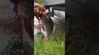 PESCANDO EN LOS EVERGLADES FLORIDA #fishing #pescando #evergladesnationalpark #floridafishing