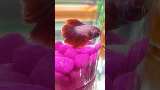 Betta fish ❤️