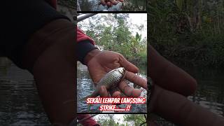 Langsung Strike Wader Kepek Babon - Mancing Wader Teknik Pecutan #mancingwader #microfishing