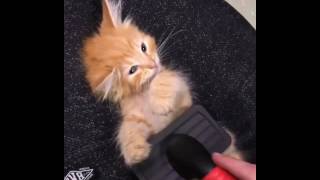 Cute cat plays. Humor with animals✓