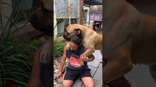 Huge Female Boerboel Loves Attention #boerboel #shortsfeed #trending