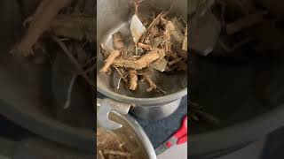 Herbalism Shorts: Processing Cotton Root Bark, Processing Herbal Medicine #shorts_video