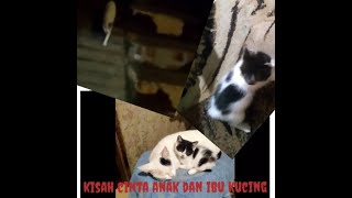 Kucing lucu   #kisah_kasih_sayang_ibu_dan_anak_kucing