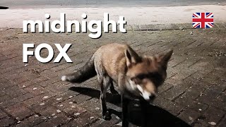 A Fox in the Streets of England at Night -  Brown British Fox