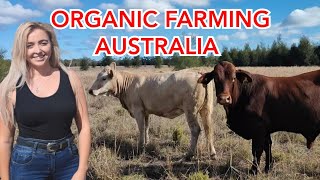 ORGANIC SHEEP + CATTLE FARMING IN AUSTRALIA