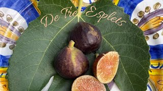 De Tres Esplets fig tasting