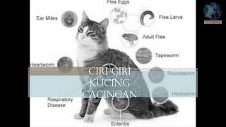 7 Ciri - Ciri kucing cacingan