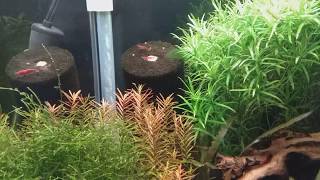 Rotala H'ra (no co2 no ferts added)