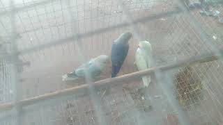 African love birds sales@