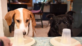 Snacktime for Doggos