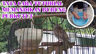 TATA CARA MEMANDIKAN BURUNG PERKUTUT BY @sahirutomo535