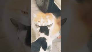 cat war😮🤭🤭🤭🤭