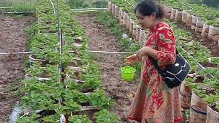 Jalan ke kebun strawberry jalan ginteran,jalan Sumowono Semarang