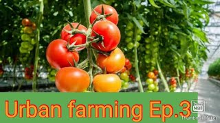 Urban farming  Ep. 3/  Roof garden / Vegetables fruits