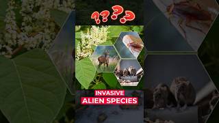 Invasive Alien Species | Environment and Ecology #species #biodiversity