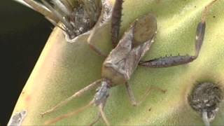 CACTUS BUG 1