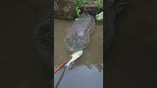 Feeding Ugly Salamander