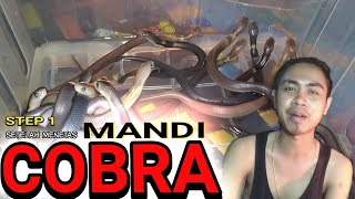 MANDI COBRA || Proses membersihkan lendir yang tersisa pada tubuhnya