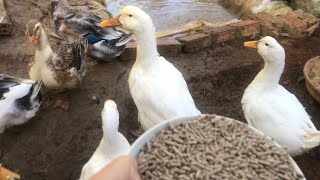 365 days of relaxtion - Feeding Black Ducks - Harvest Duck Egg | cafe TV