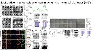 MLKL-driven necroptosis promotes macrophages extracellular traps (METs) #Code: 660