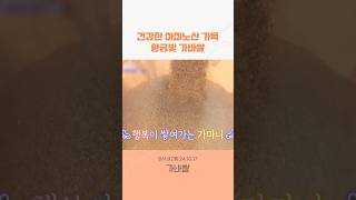 🌾성인병 예방하는 아미노산 가득~ 황금빛 가바쌀 | 6시 내고향