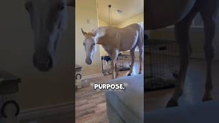 Horse Walks Into Their House 🏠