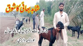 New Goat Farmer In Kasur City|Goat Farming Tips| #goat #goatfarming #bakramandi #animal #goatface