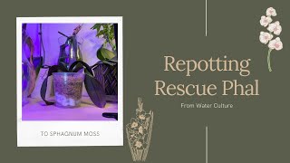 Repotting My Rescue Orchid from water culture | sphagnum moss