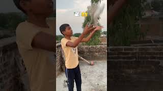 👑🕊️ subscribe #trending #kabutar #shorts #ytshorts #video #kabootar #pigeon