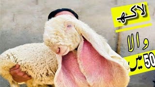 72 breed Kajlay Chatray KIDS | Breeder kajla chatra Sargdha 2022 Quality Goats| Bakra Mandi Pakistan