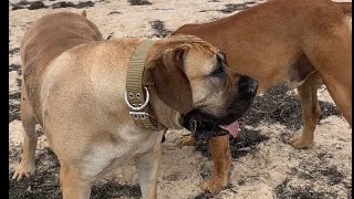 Boerboel Enjoying a Day at Portarlington Beach