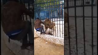 Lion caught human's hand