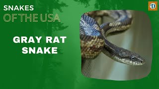 GRAY RAT SNAKE