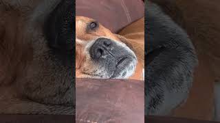 Pittbull sleeping with his eyes open! #pitbulldog  #eyesopen  #sleeping  #snoring  #dog  #dogs