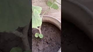 #gardening #plants #shortsvideo #sukoon #athome #subscribe #life #photosynthesis #fruits #flowers