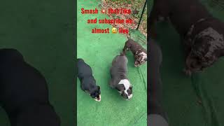 Exotic nano #bullies #trending potty training #frenchbulldogs #bgmi