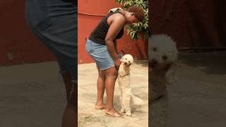 Cute dog loves attention #dog #maltipoo #shorts